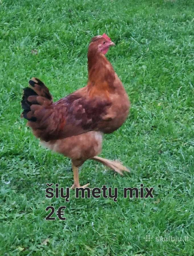 Gaidžiai - nuotraukos Nr. 9