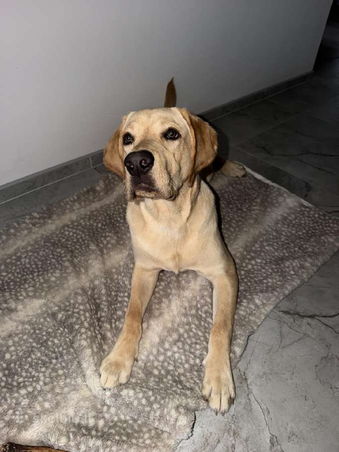 Labradoro retriveris - nuotraukos Nr. 3