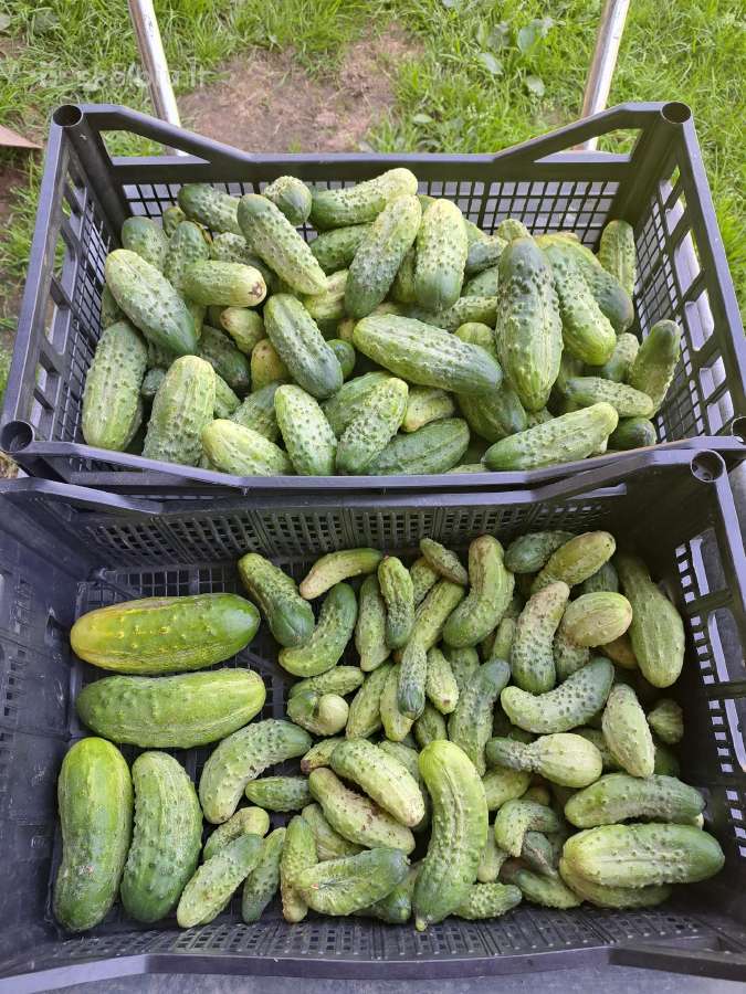 Žvirblių ūkis švieži produktai - nuotraukos Nr. 7