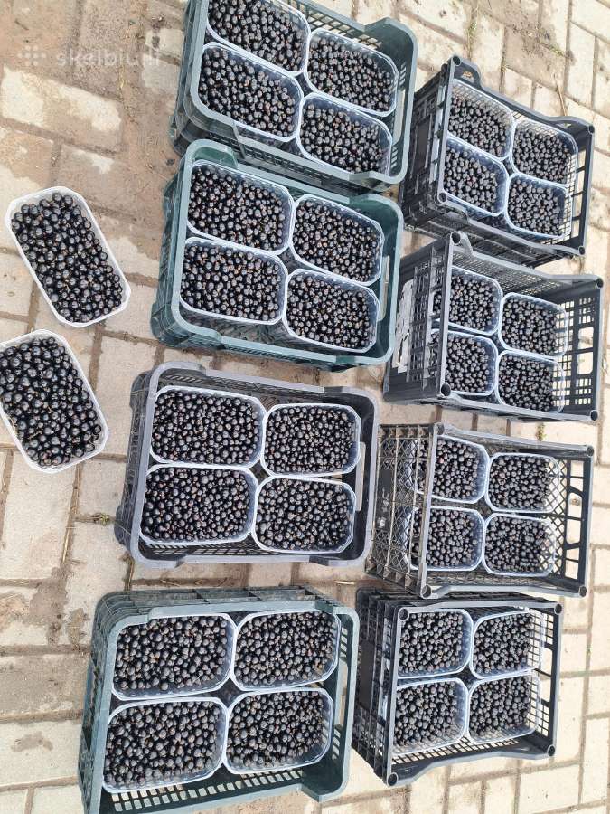 Žvirblių ūkis švieži produktai - nuotraukos Nr. 12
