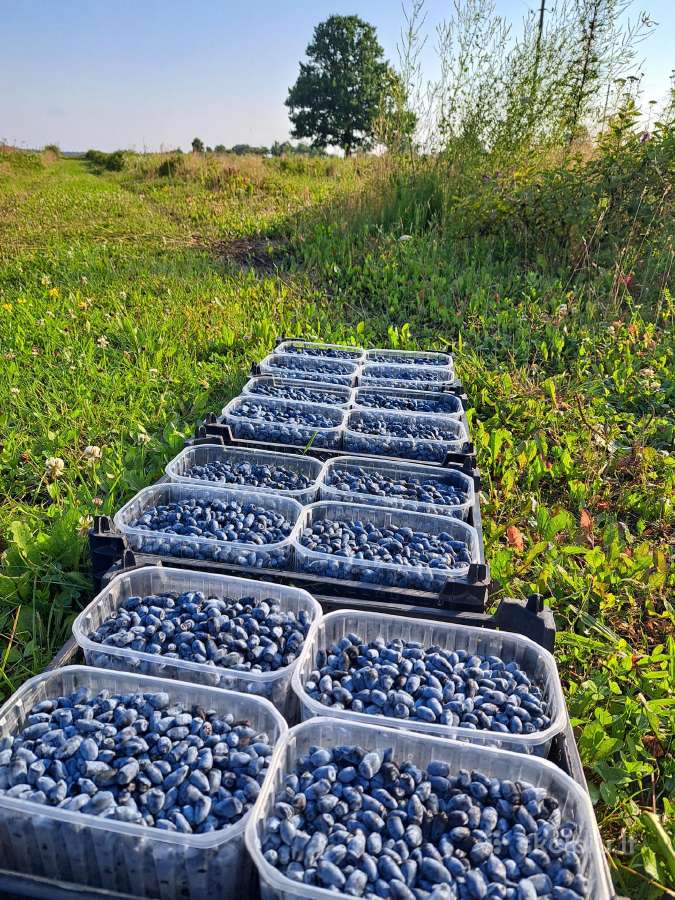 Žvirblių ūkis švieži produktai - nuotraukos Nr. 18