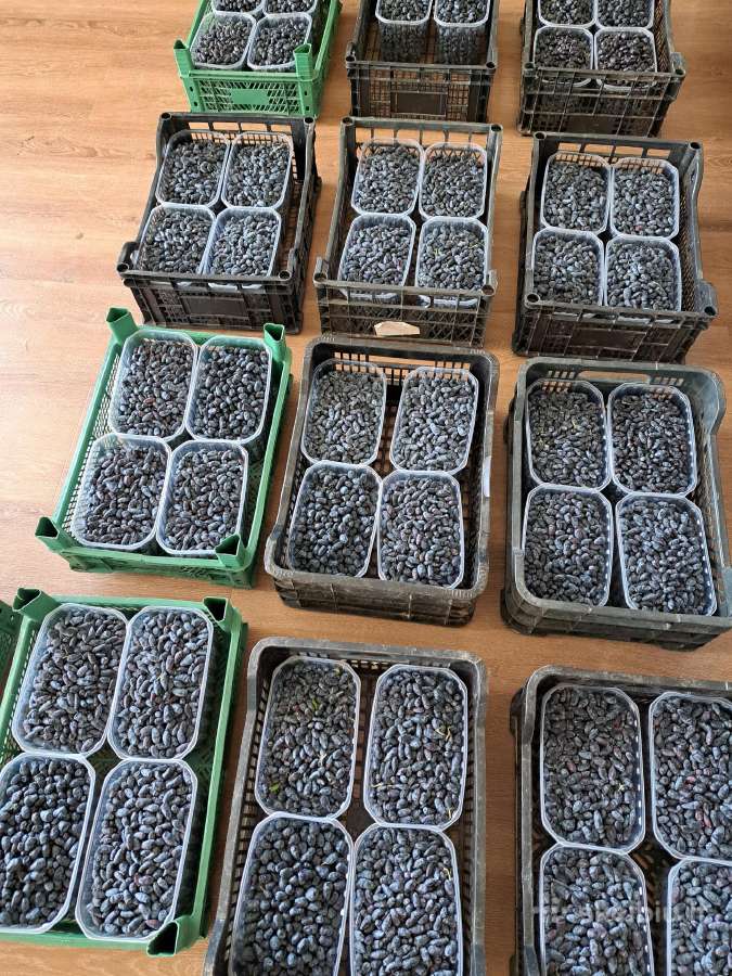 Žvirblių ūkis švieži produktai - nuotraukos Nr. 19