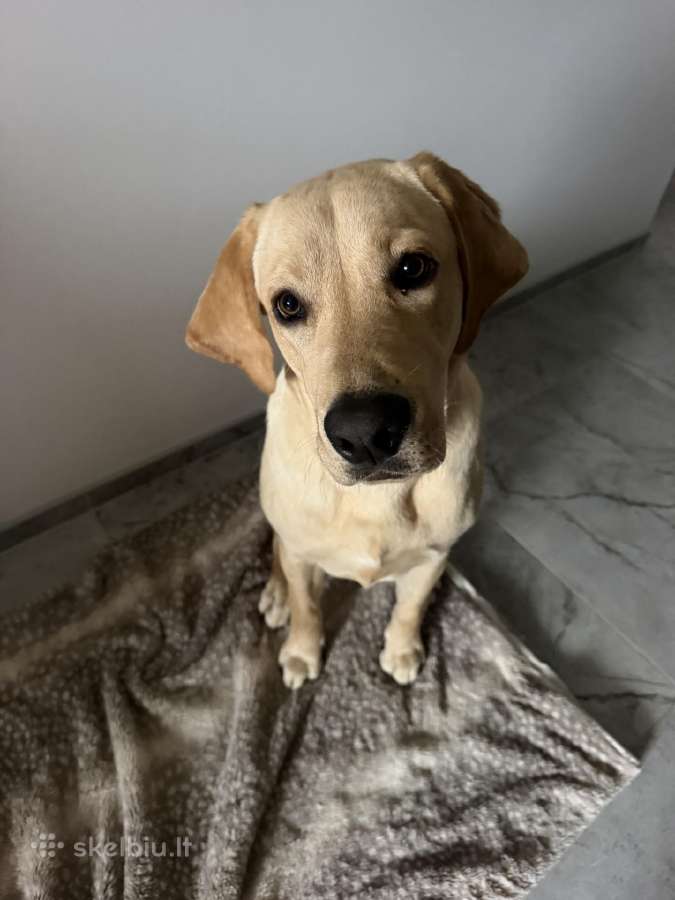 Labradoro retriveris - nuotraukos Nr. 4