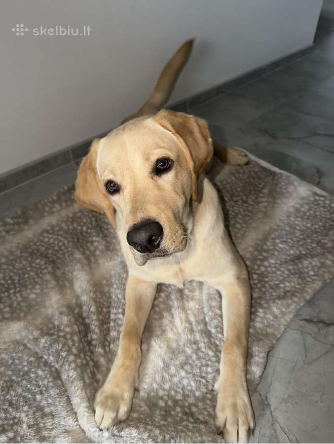 Labradoro retriveris - nuotraukos Nr. 2