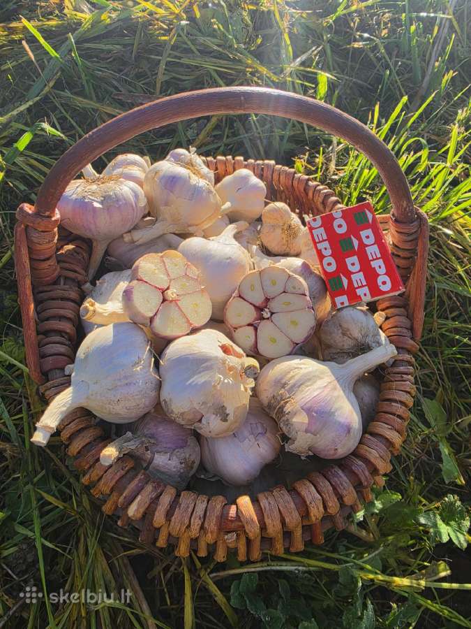 Ūkyje užauginti česnakai - nuotraukos Nr. 4