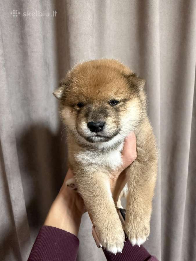Shiba inu kilmingi šuniukai - nuotraukos Nr. 3