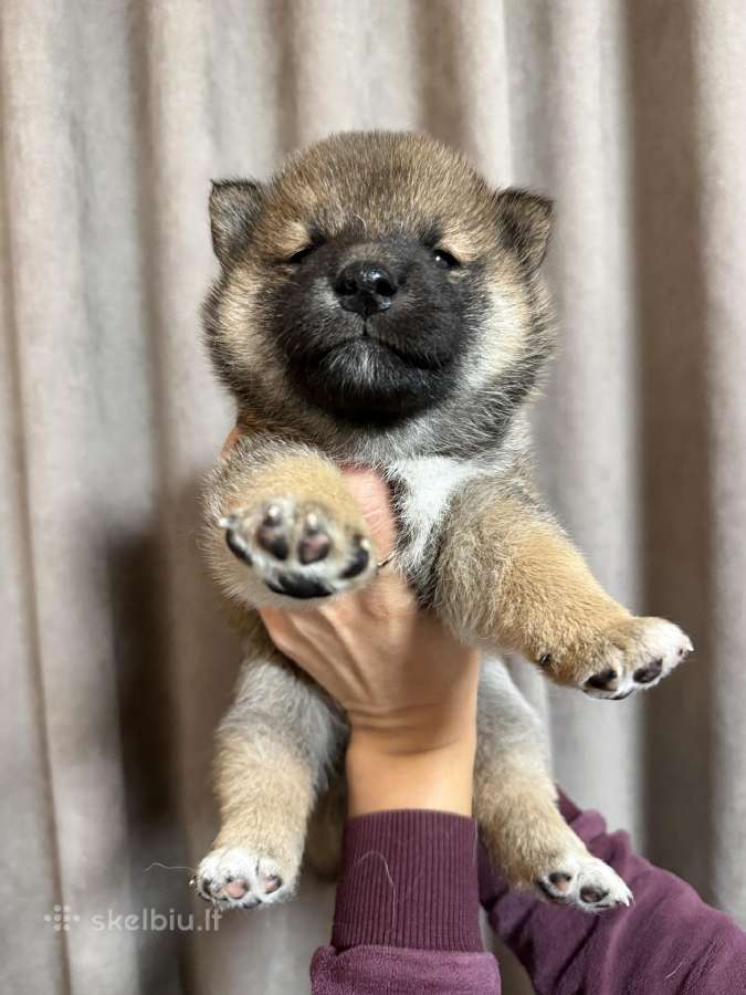 Shiba inu kilmingi šuniukai - nuotraukos Nr. 4