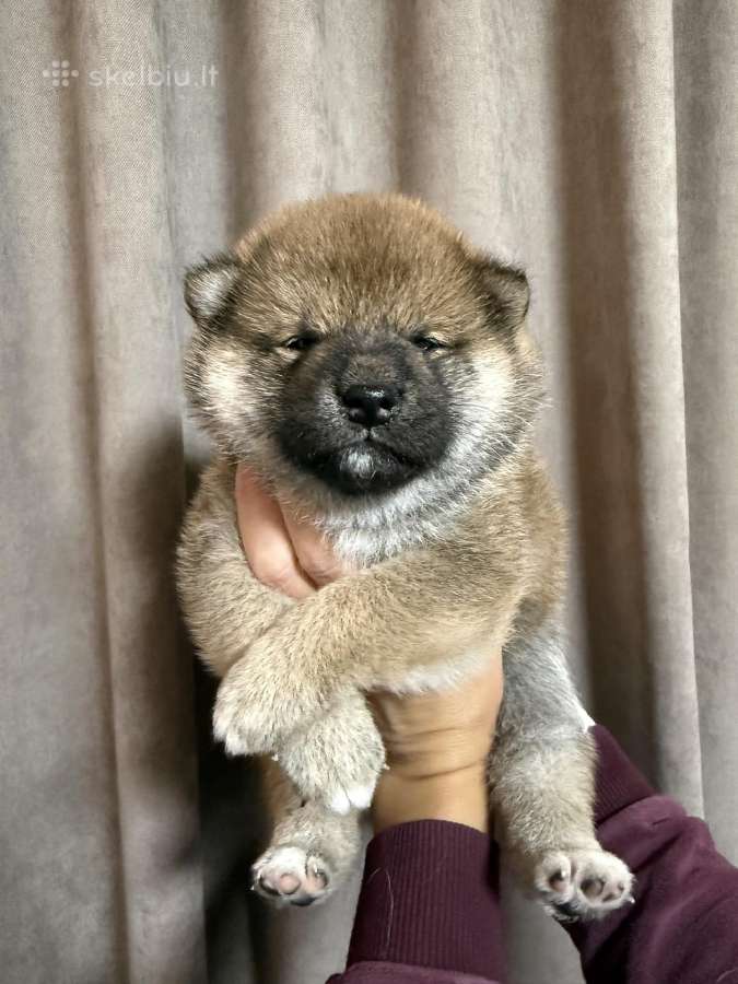 Shiba inu kilmingi šuniukai - nuotraukos Nr. 5