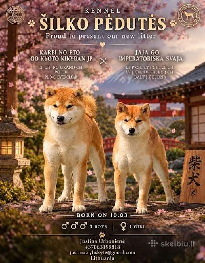 Shiba inu kilmingi šuniukai - nuotraukos Nr. 6