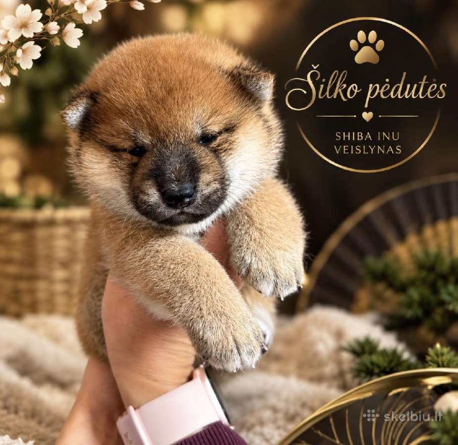 Shiba inu kilmingi šuniukai - nuotraukos Nr. 2