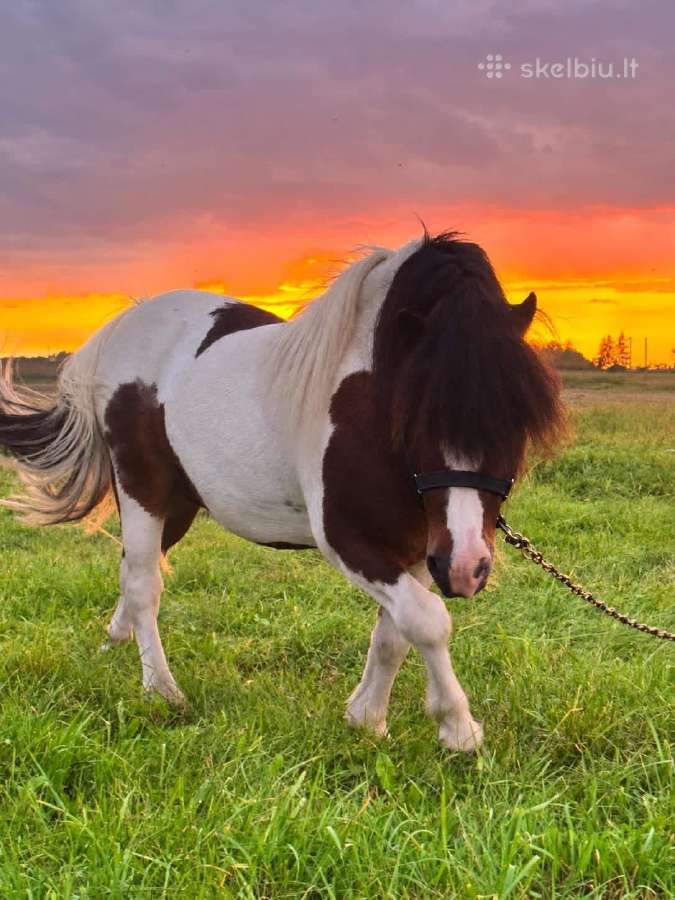 Ponis eržiliukas - nuotraukos Nr. 2