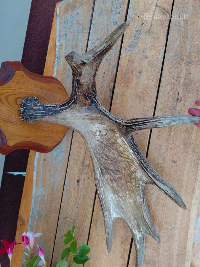 Ragai - nuotraukos Nr. 8