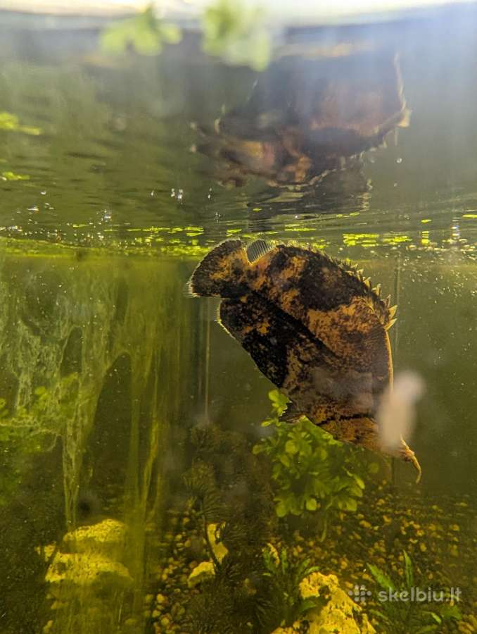Parduodamos žuvis Amazonės lapžuvė - nuotraukos Nr. 2