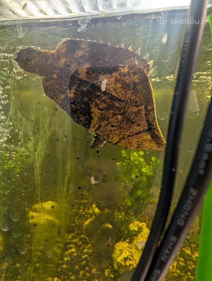 Parduodamos žuvis Amazonės lapžuvė - nuotraukos Nr. 3