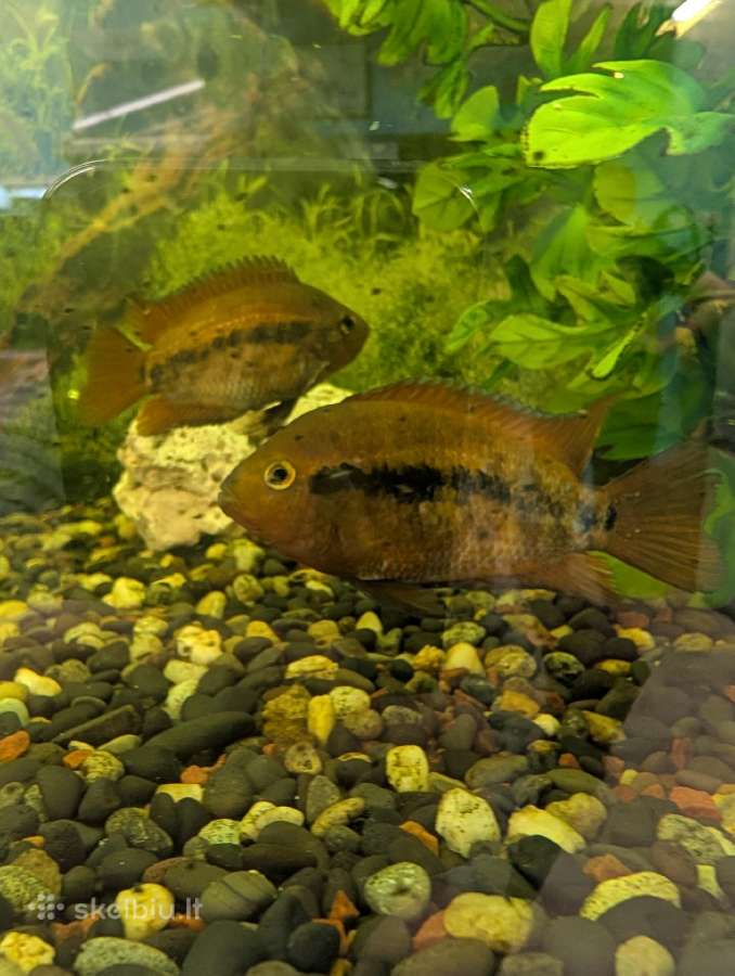 Paraduomos žuvys Rainbow Cichlid - nuotraukos Nr. 2