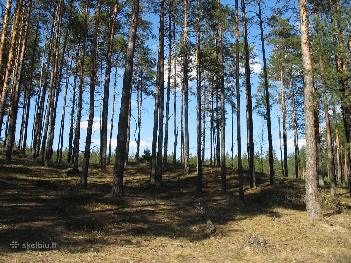 Namų valda prie Nemenčinės - nuotraukos Nr. 8
