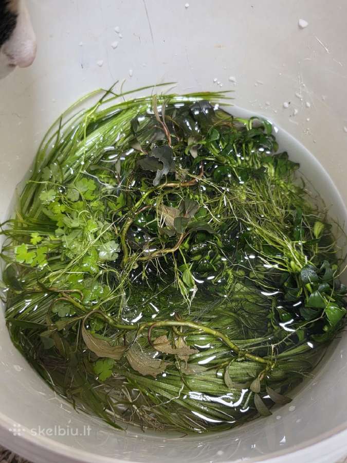 Akvariumo augalai po 5€ rinkinukas - nuotraukos Nr. 2