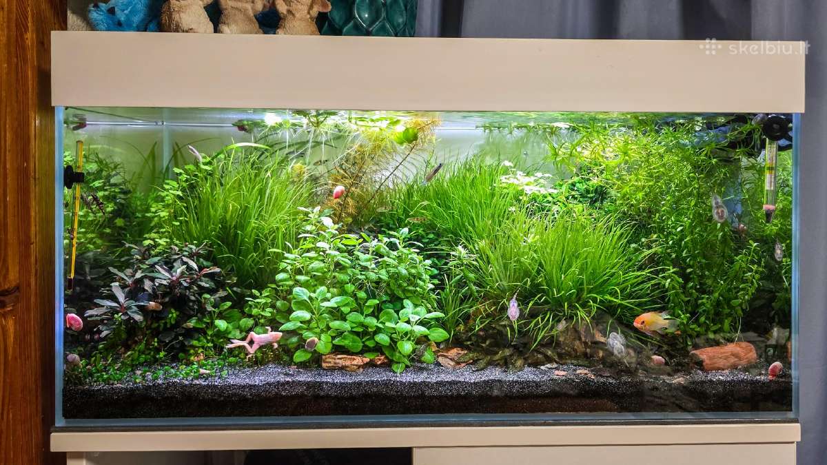Akvariumo augalai po 5€ rinkinukas - nuotraukos Nr. 3