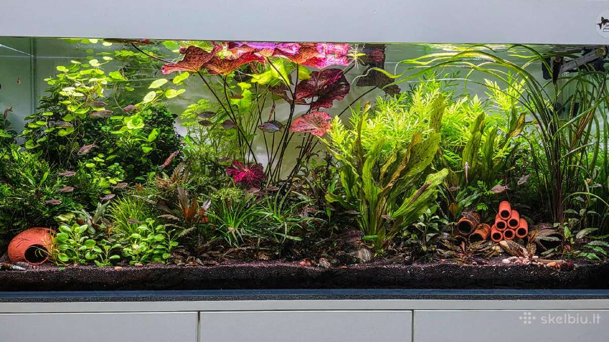Akvariumo augalai po 5€ rinkinukas - nuotraukos Nr. 4