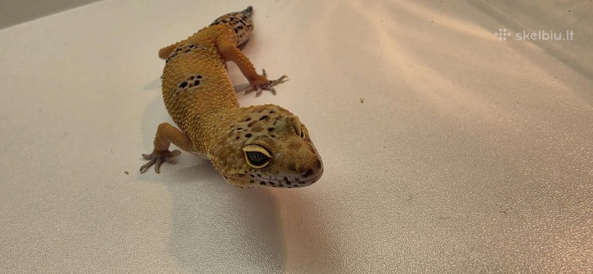 Leopardinis gekonas su terariumu. - nuotraukos Nr. 3