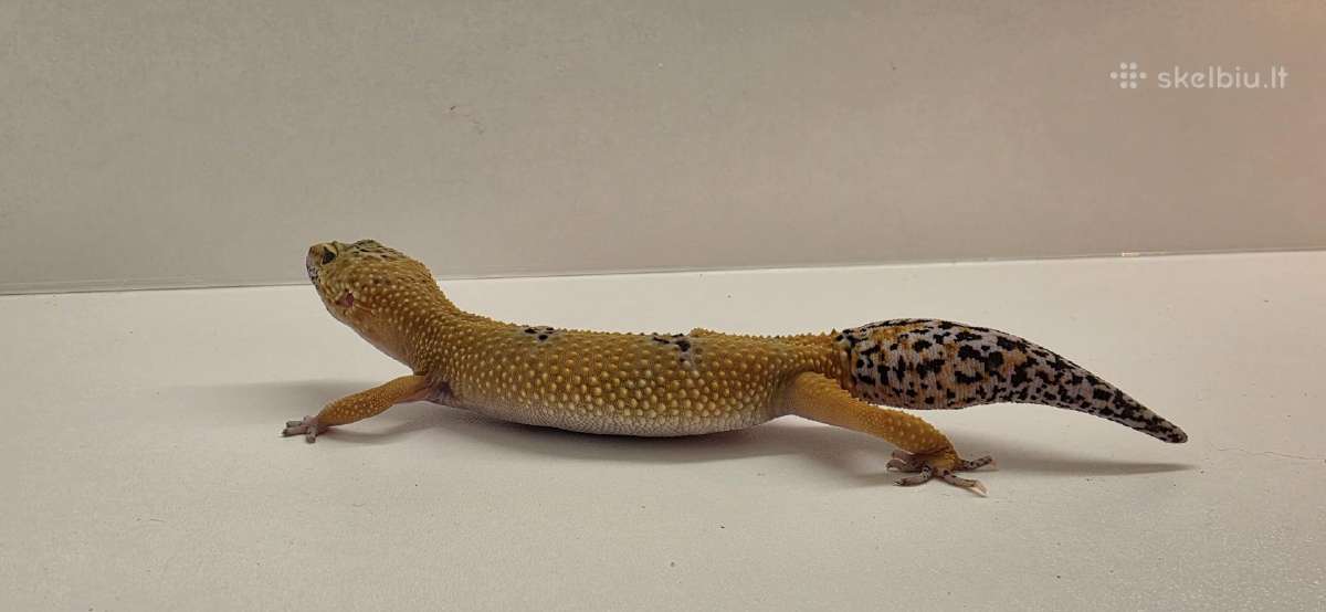 Leopardinis gekonas su terariumu. - nuotraukos Nr. 2