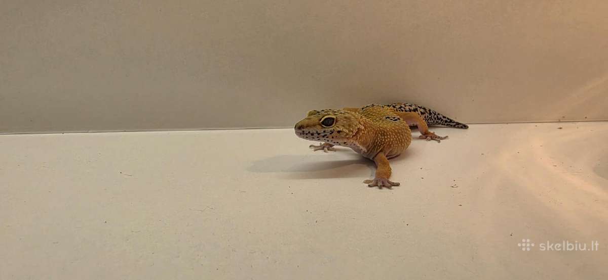Leopardinis gekonas su terariumu. - nuotraukos Nr. 7