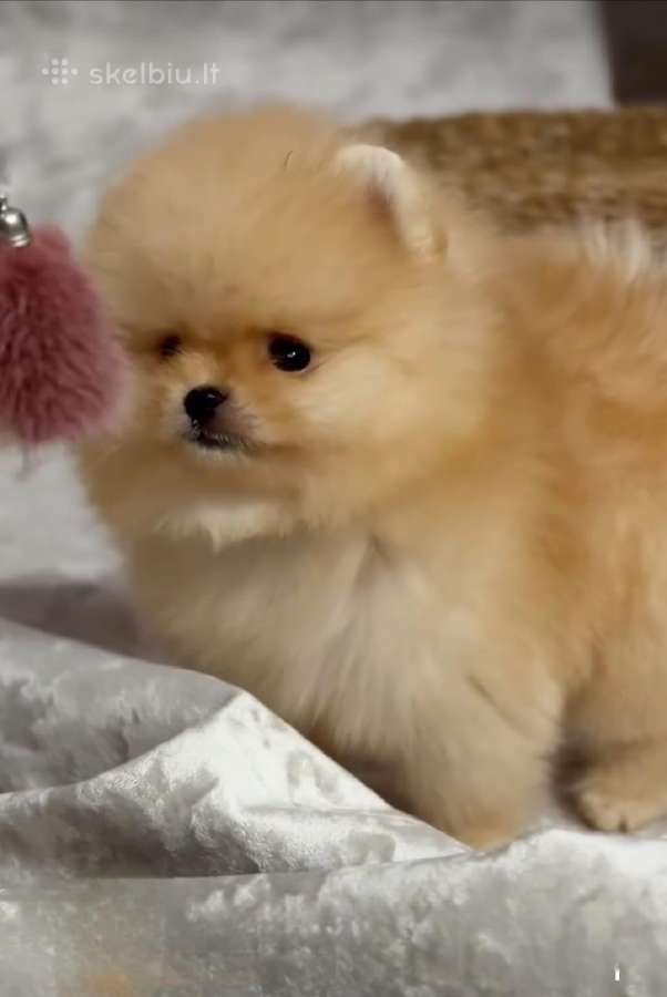 Persikinis Mini boo berniukas pomeranas - nuotraukos Nr. 2