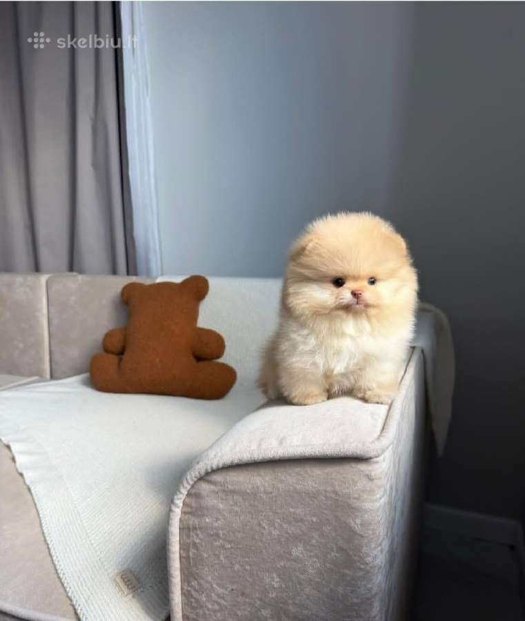Persikinis Mini boo berniukas pomeranas - nuotraukos Nr. 3