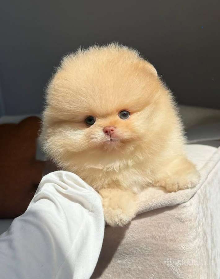 Persikinis Mini boo berniukas pomeranas - nuotraukos Nr. 4