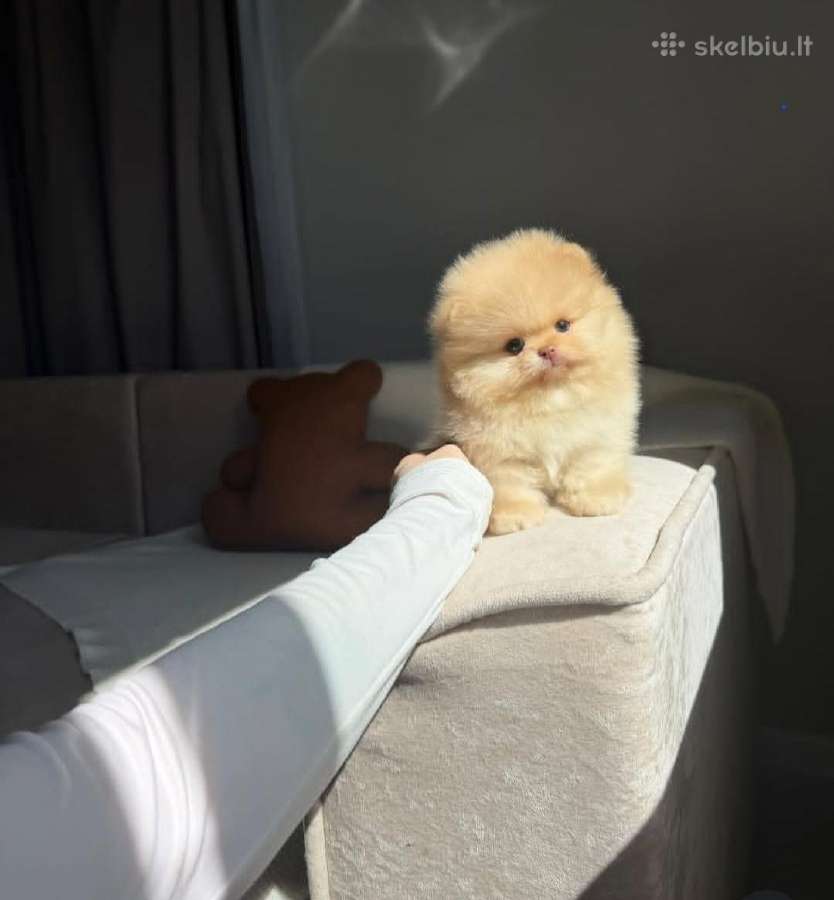 Persikinis Mini boo berniukas pomeranas - nuotraukos Nr. 5