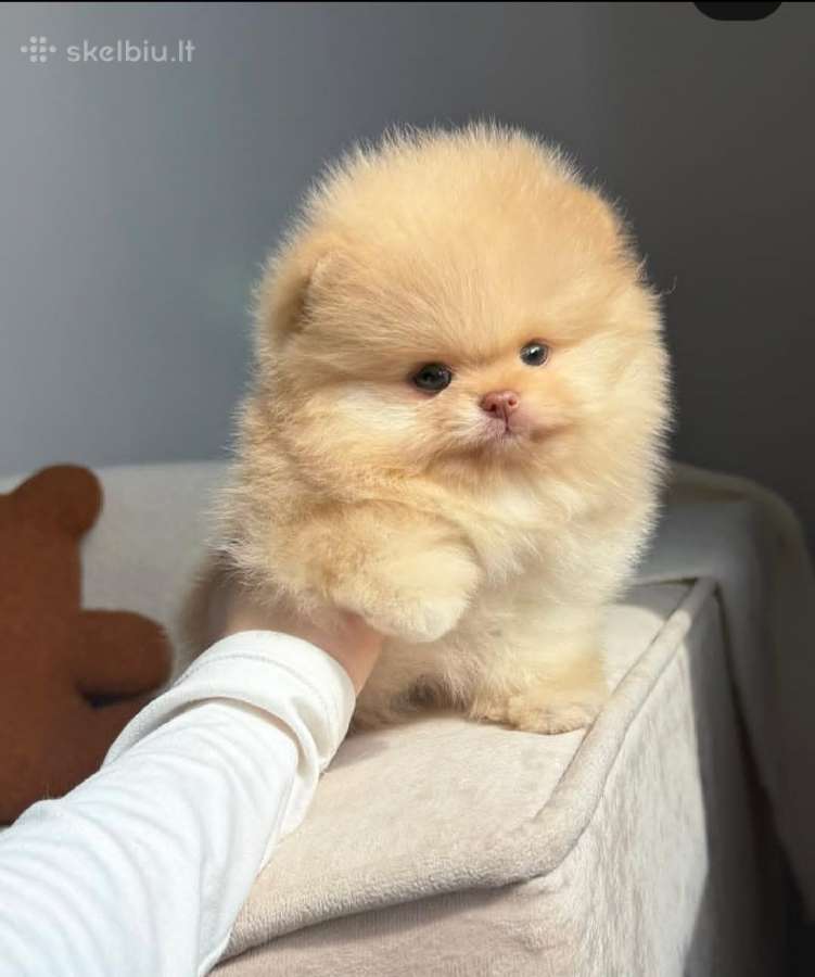 Persikinis Mini boo berniukas pomeranas - nuotraukos Nr. 6