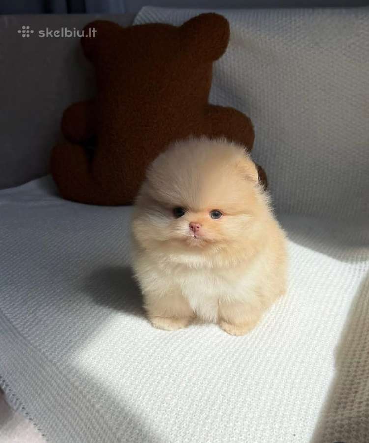 Persikinis Mini boo berniukas pomeranas - nuotraukos Nr. 7