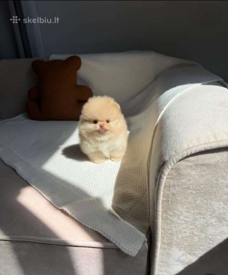 Persikinis Mini boo berniukas pomeranas - nuotraukos Nr. 8