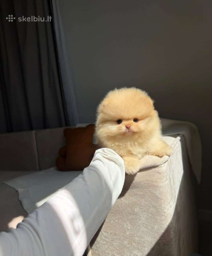 Persikinis Mini boo berniukas pomeranas - nuotraukos Nr. 9