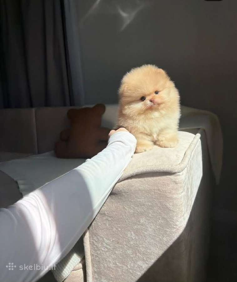 Persikinis Mini boo berniukas pomeranas - nuotraukos Nr. 10