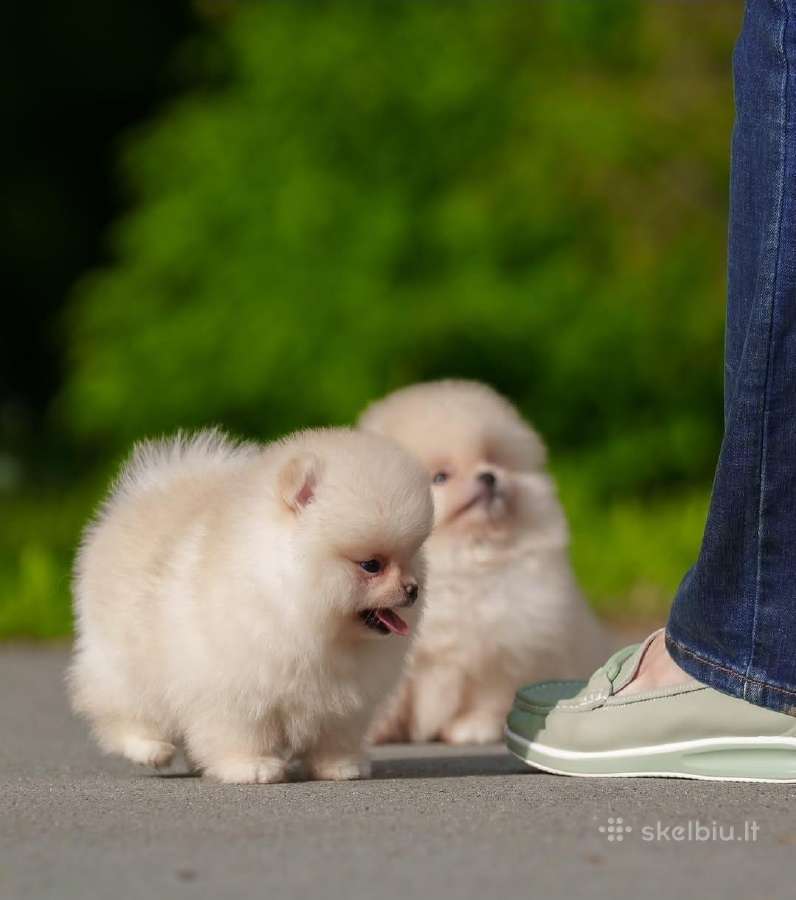 Persikinis Mini boo berniukas pomeranas - nuotraukos Nr. 11