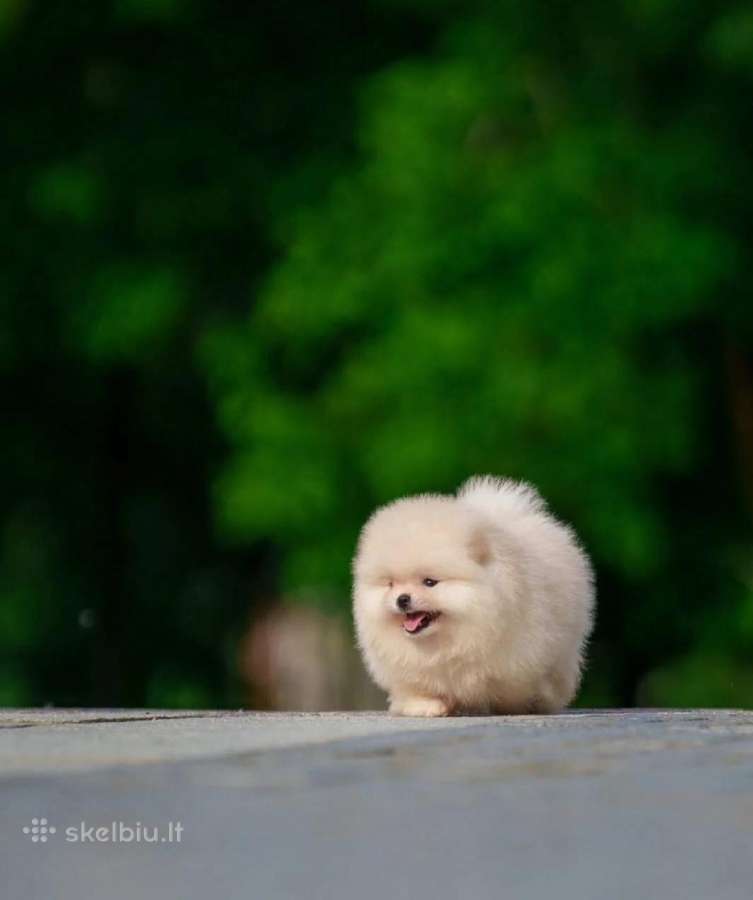 Persikinis Mini boo berniukas pomeranas - nuotraukos Nr. 12