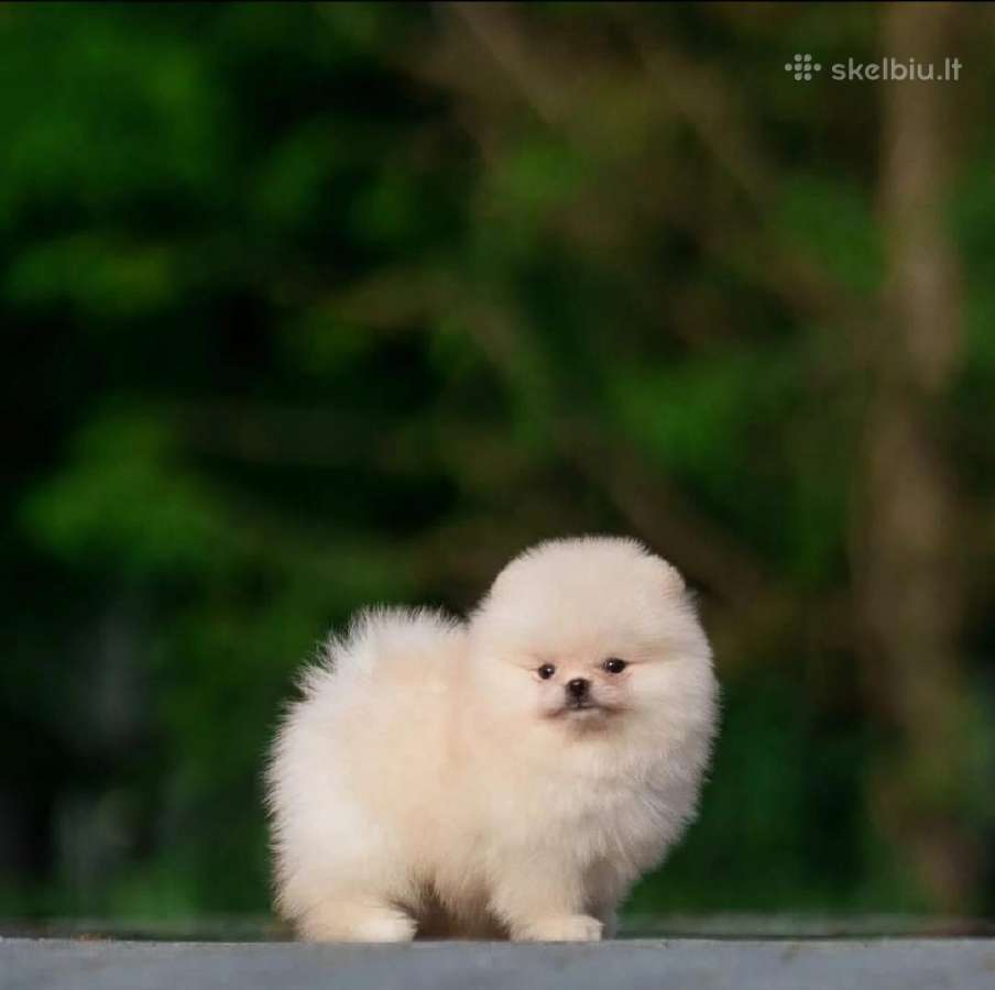 Persikinis Mini boo berniukas pomeranas - nuotraukos Nr. 13