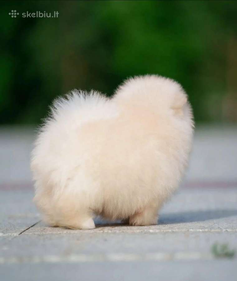 Persikinis Mini boo berniukas pomeranas - nuotraukos Nr. 15