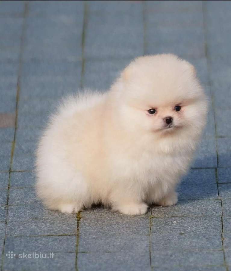 Persikinis Mini boo berniukas pomeranas - nuotraukos Nr. 16