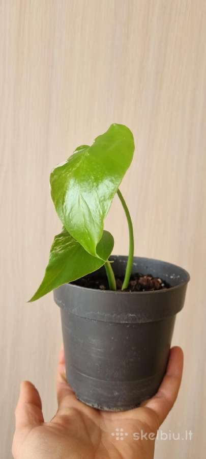 Monstera albo - nuotraukos Nr. 2