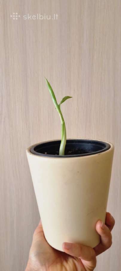 Monstera albo - nuotraukos Nr. 3