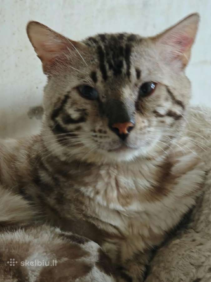 Snow lynx didelis berniukas - nuotraukos Nr. 3
