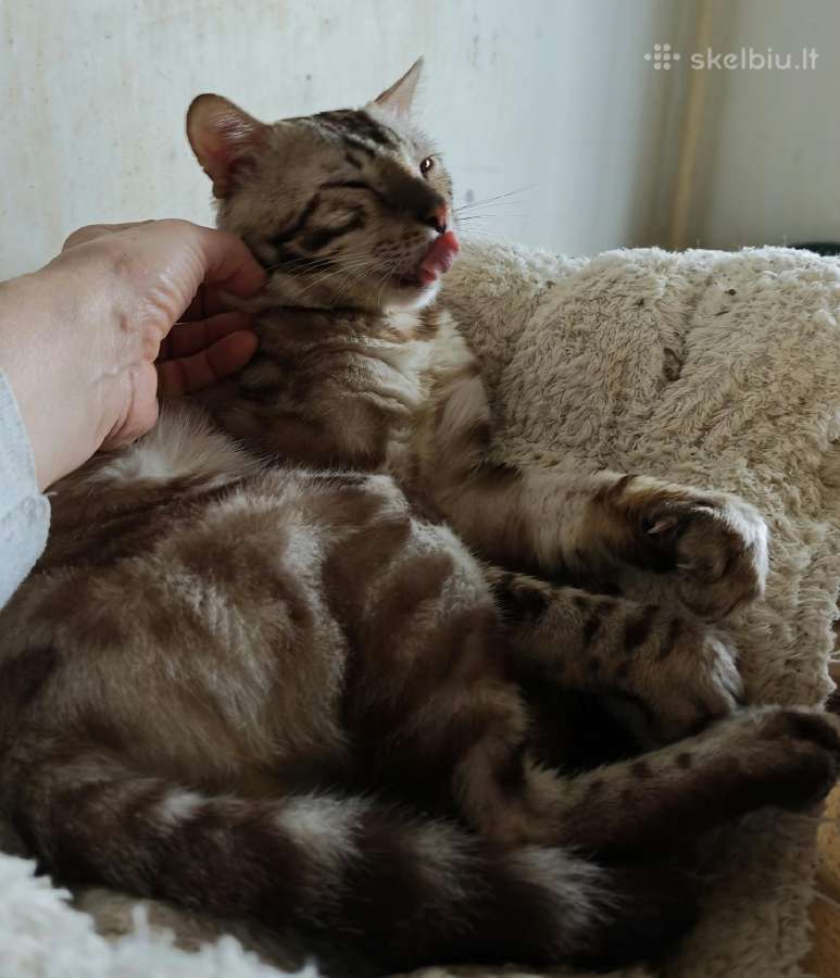 Snow lynx didelis berniukas - nuotraukos Nr. 4