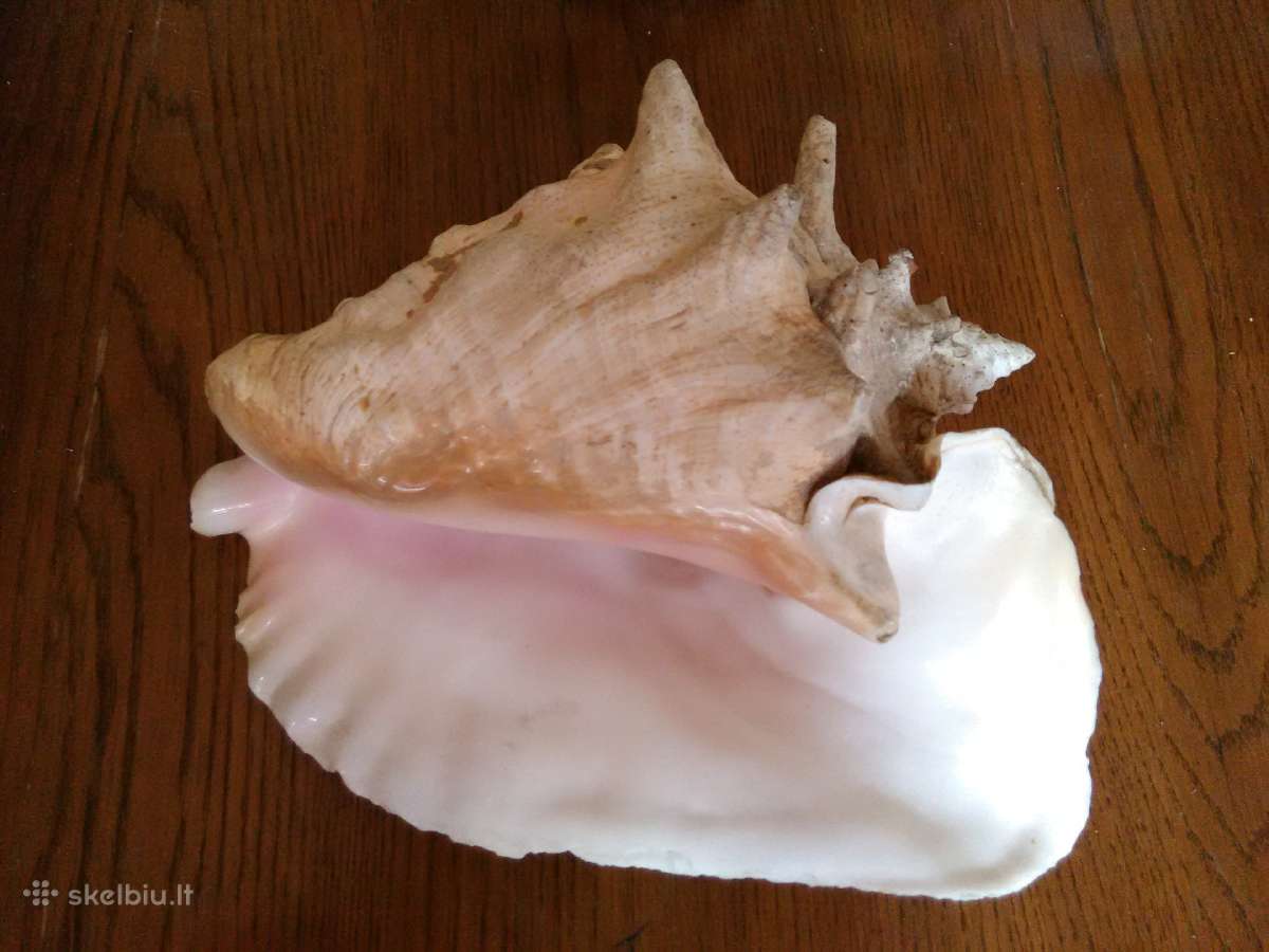 Kriauklė jūrinė strombus gigas