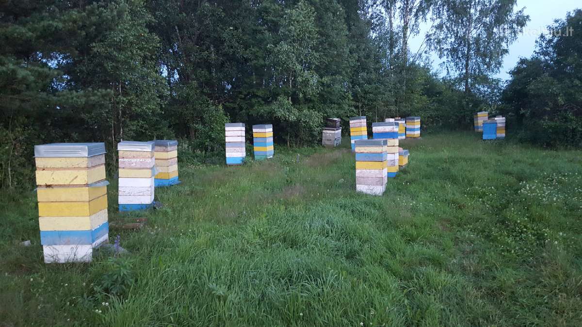 Bičių medus, Juozo Amšiejaus bitynas - nuotraukos Nr. 5