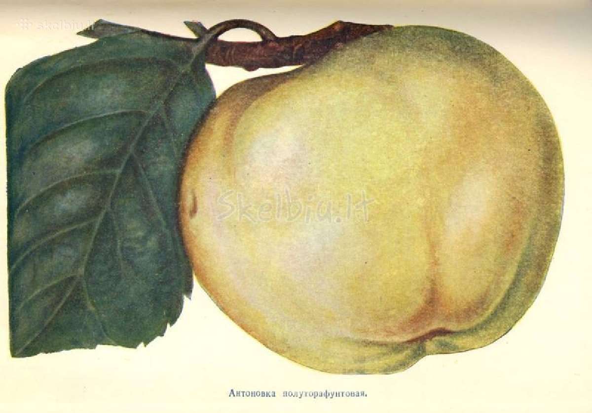 Ekologiški įvairių veislių obuoliai - nuotraukos Nr. 3