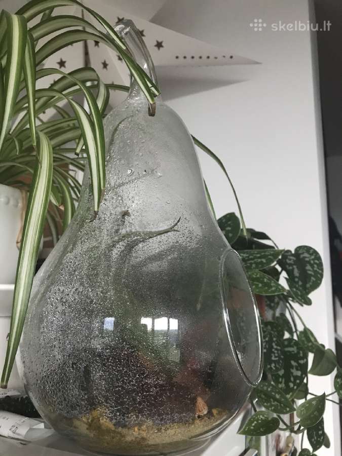 Stiklinis indas gėlėms tilandsijoms, rožėms - nuotraukos Nr. 2