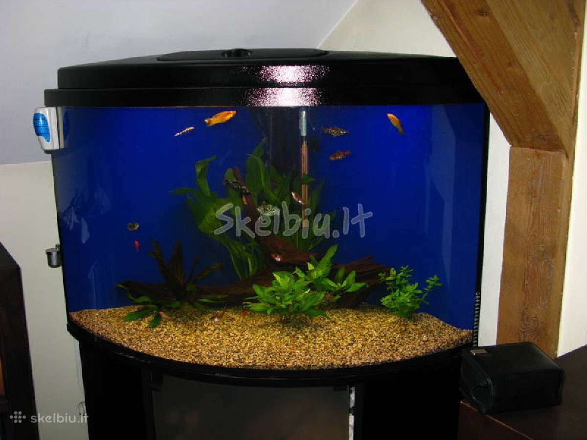 Jūriniai ir gėlavandeniai akvariumai Klaipėdoje - nuotraukos Nr. 8