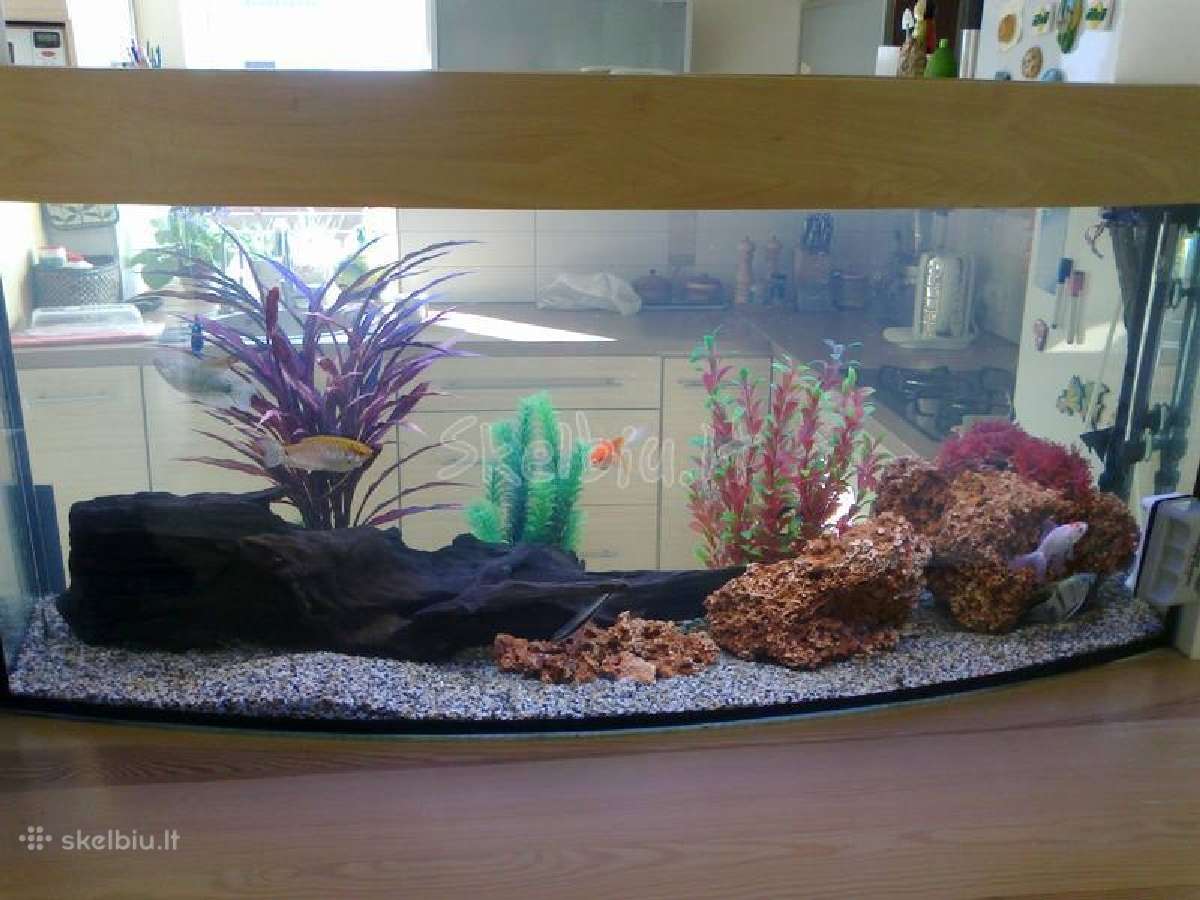 Jūriniai ir gėlavandeniai akvariumai Klaipėdoje - nuotraukos Nr. 9